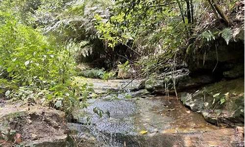 玉峰山森林公园捡菌_玉峰山采摘