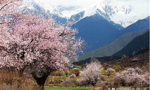 林芝景点海拔5000米_林芝景点海拔50