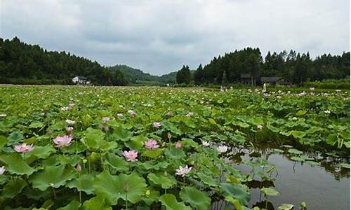 四川荷花海旅游攻略路线_四川荷花海旅游攻略