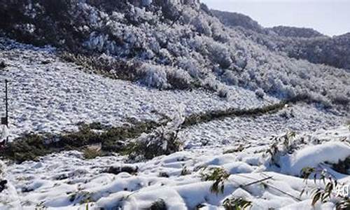 重庆到金佛山路线怎么走的最好_重庆到金佛山路线怎么走的最好呢