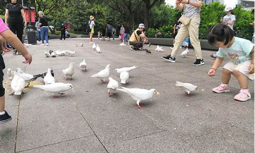 泉城公园喂鸽子的地方在哪里_泉城公园喂鸽子的地方在哪里啊